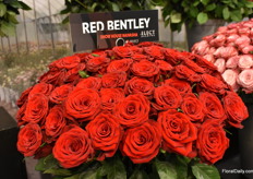 The Red Bentley from Select Breeding is being planted right now at Riftvalley Roses and will be sold in the flower auction in The Netherlands this autumn.